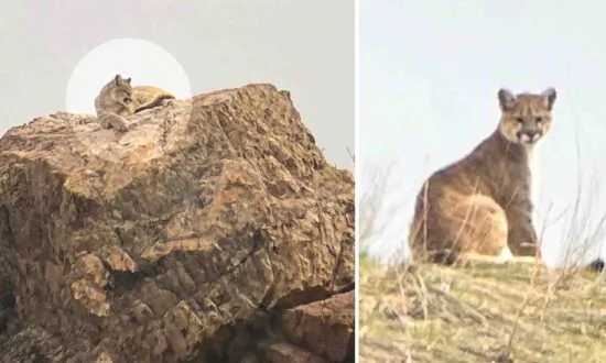 ‘It’s So Rare’: Utah Woman Encounters Young Mountain Lion on a Hike and It Takes Her Breath Away