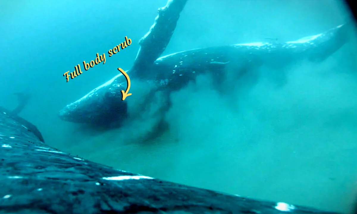 (Courtesy of Griffith University marine researcher Dr Olaf Meynecke)
