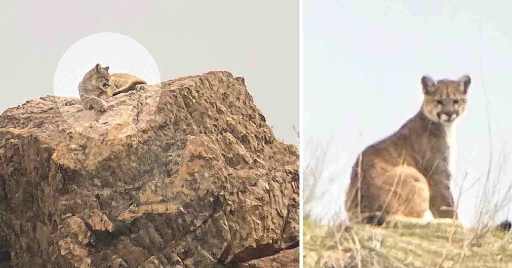 ‘It’s so rare:’ Woman meets young mountain lion on a hike and it takes her breath away
