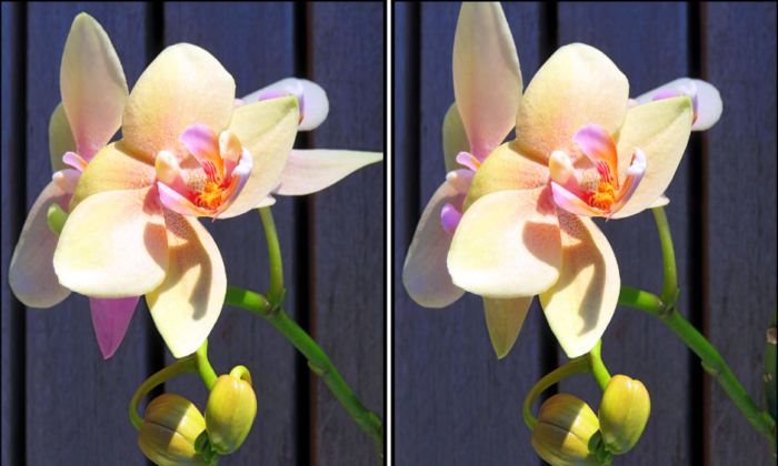 Spot the Difference Daily – Can You Find the 10 Differences?