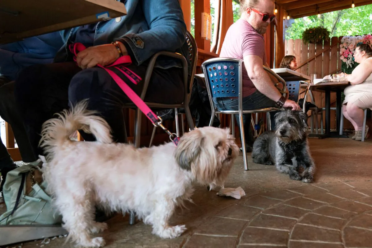 Monty Hobbs (R) and his dog Mattox sit next to another pet dog on the patio at the Olive Lounge in Takoma Park, Md., on May 4, 2023. (Jose Luis Magana/AP Photo)