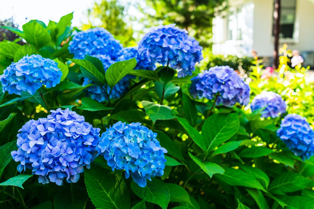 NextImg:Blue Hydrangeas