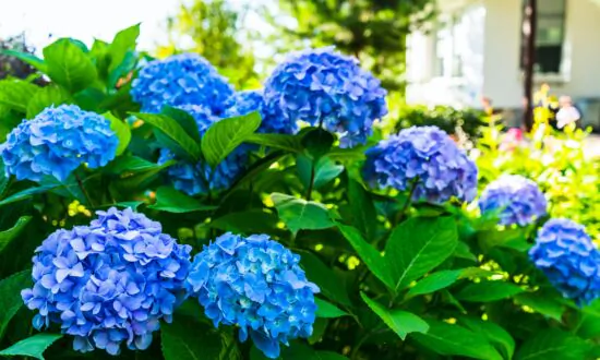 Blue Hydrangeas