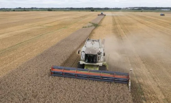Do High Grain Prices Provide the Seed of Revolutions?