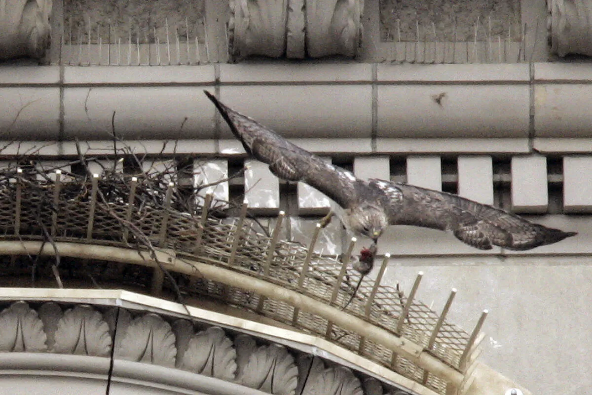Pale Male, a red tailed hawk, leaves his nest with a rat he just caught hanging from his beak in New York on Feb. 17, 2005. (Julie Jacobson/AP Photo)