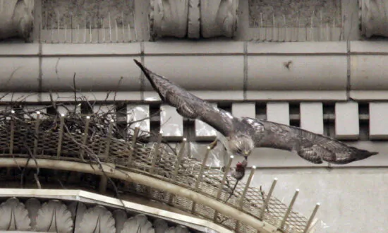 Pale Male, Red-Tailed Hawk Who Nested Above NYC’s Fifth Avenue for 30 Years, Dies at 33