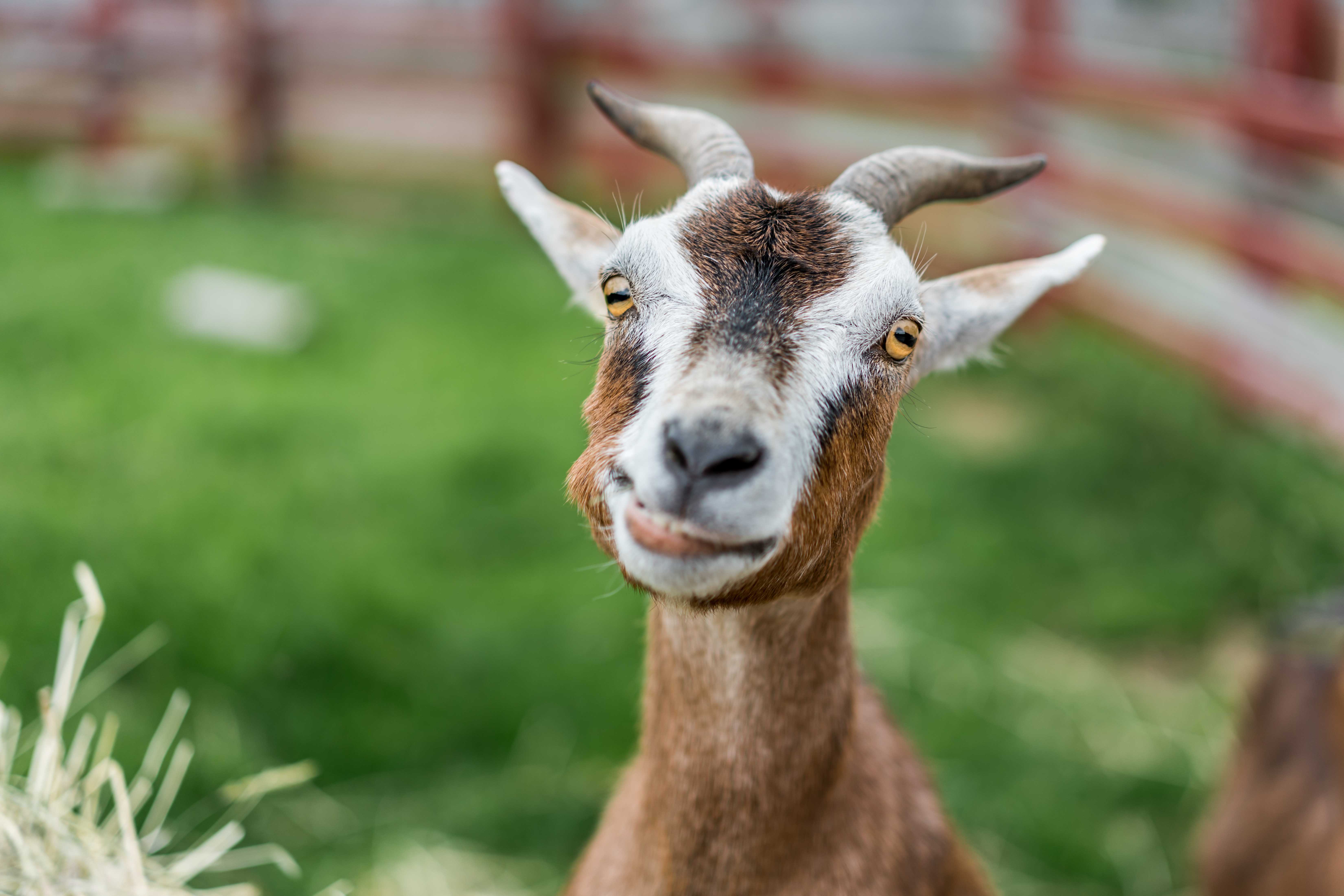 Hilarious Video Captures Police Officers Mistaking Goat’s Cry for ...