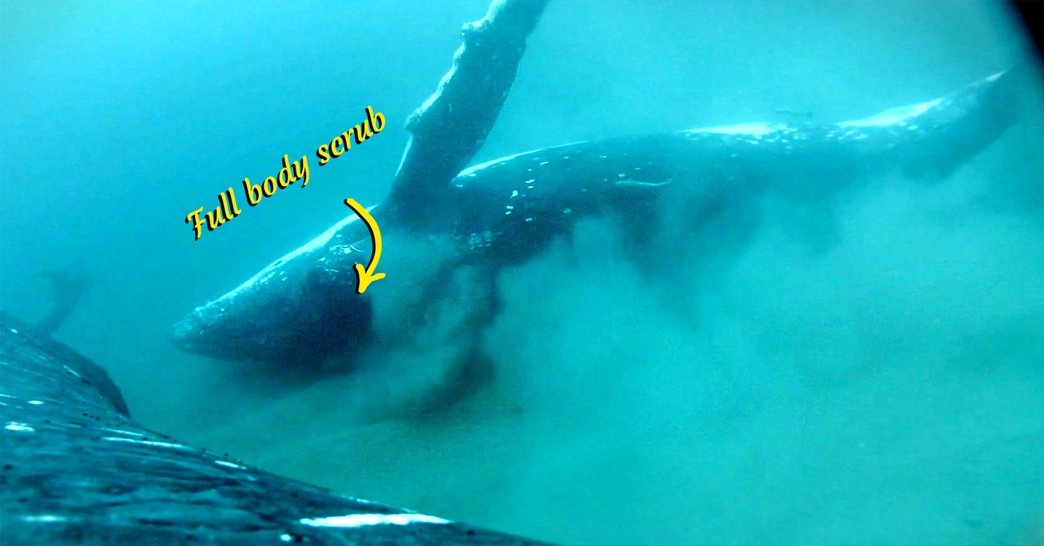 VIDEO: whale cameras film humpbacks treating themselves to a full body scrub on the seafloor for 1st time