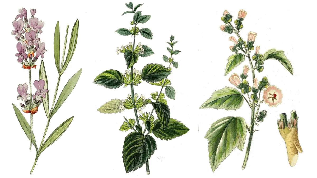 From L: Lavender, lemon balm, marshmallow. (Public  domain)