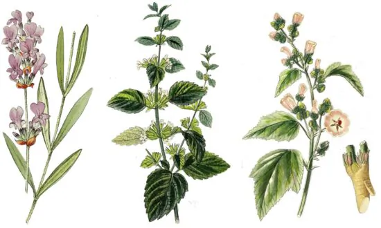 The Backyard Medicine Cabinet: Growing Your Own Medicinal Herb Garden