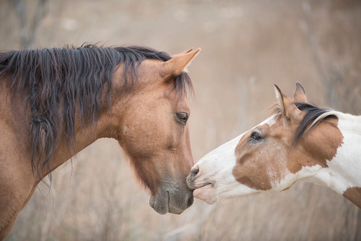 NextImg:Visions of the Frontier: The Photography of Kirsten Griffin