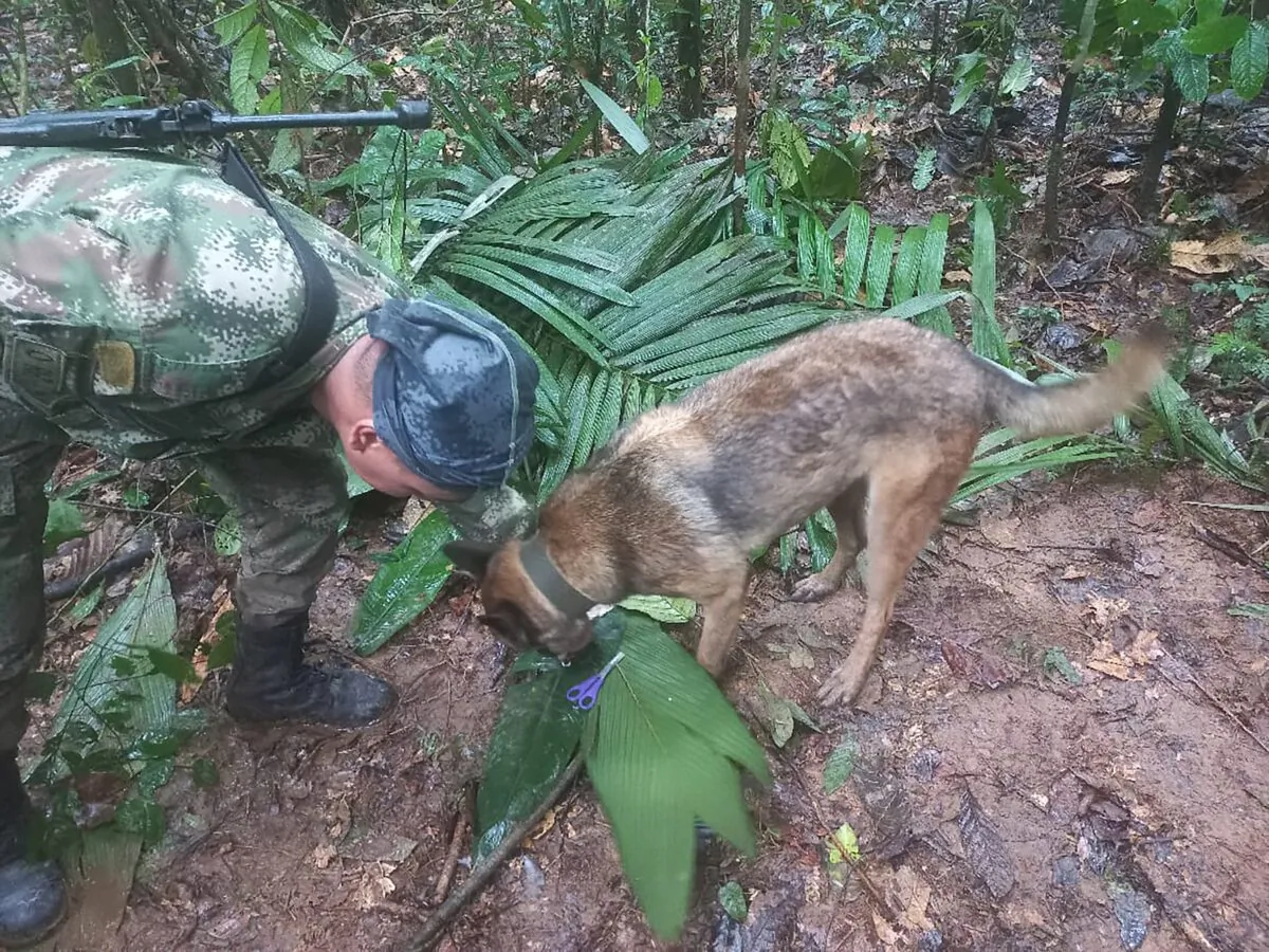 A soldier and a dog take part in a search operation for child survivors from a Cessna 206 plane that had crashed in the jungle more than two weeks ago, in Caqueta, Colombia, on May 17, 2023. (Colombian Air Force/Handout via Reuters)