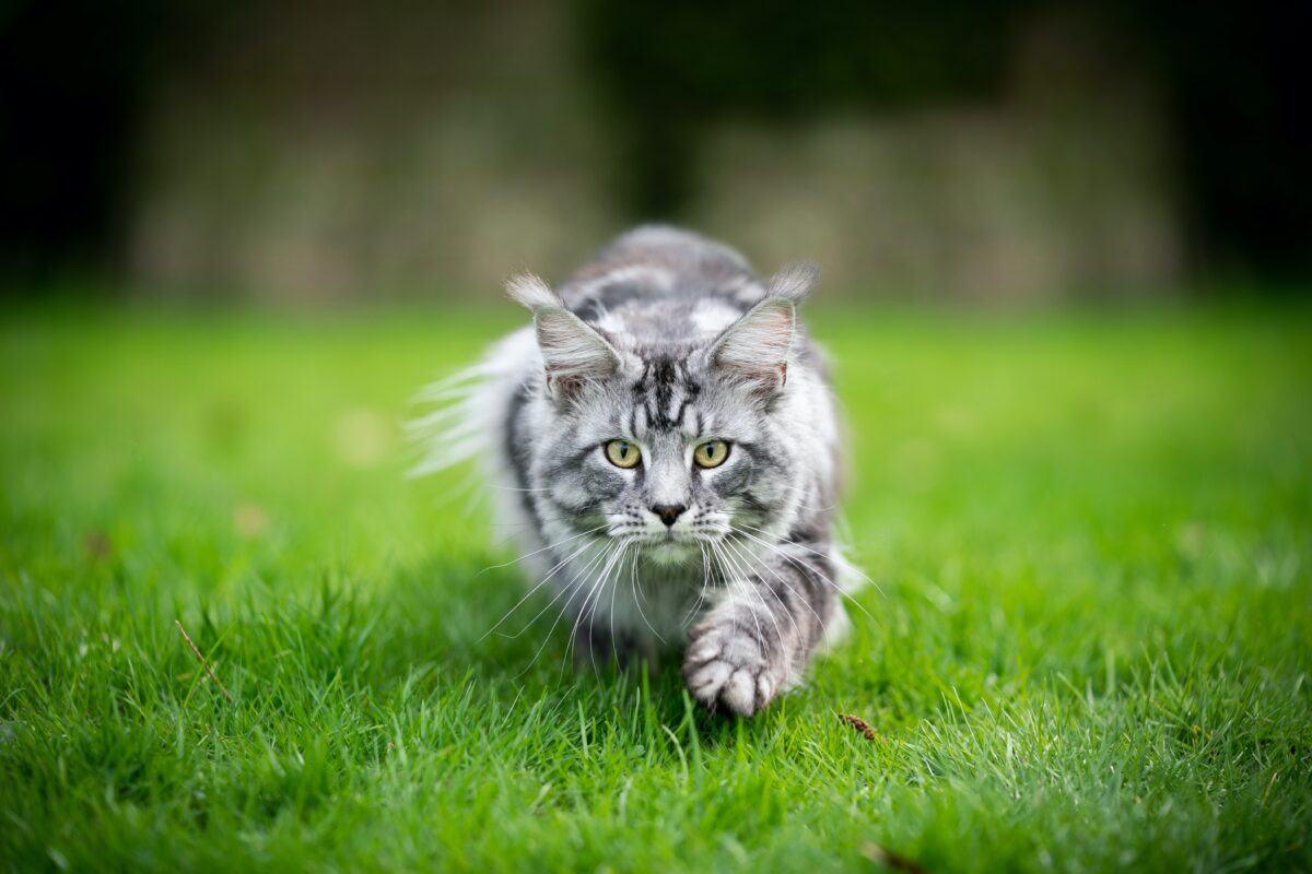 NextImg:Cats Require Meat-Based Diets