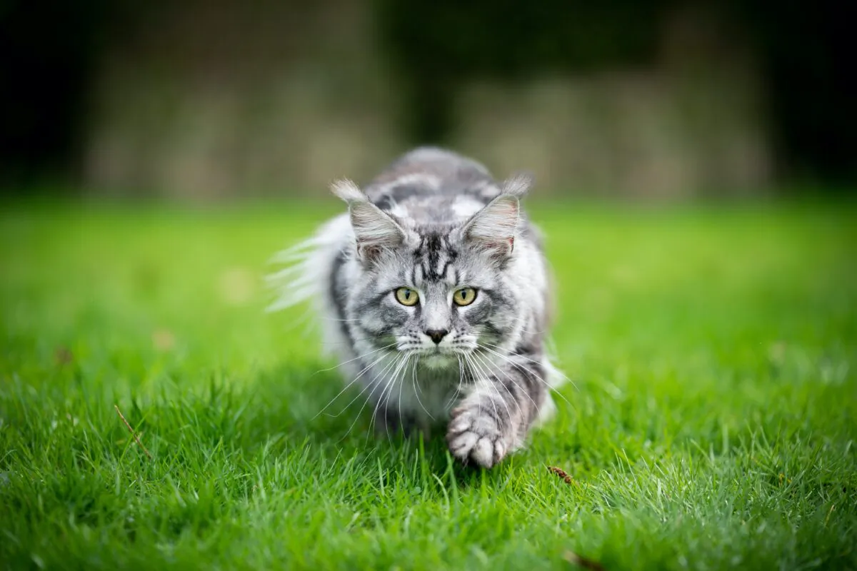 (Nils Jacobi/Shutterstock)