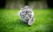 Cats Require Meat-Based Diets