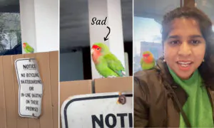 VIDEO: Woman Finds Lovebird Looking Lost, Sad on Fence, Takes Him Home, Tries to Find His Family