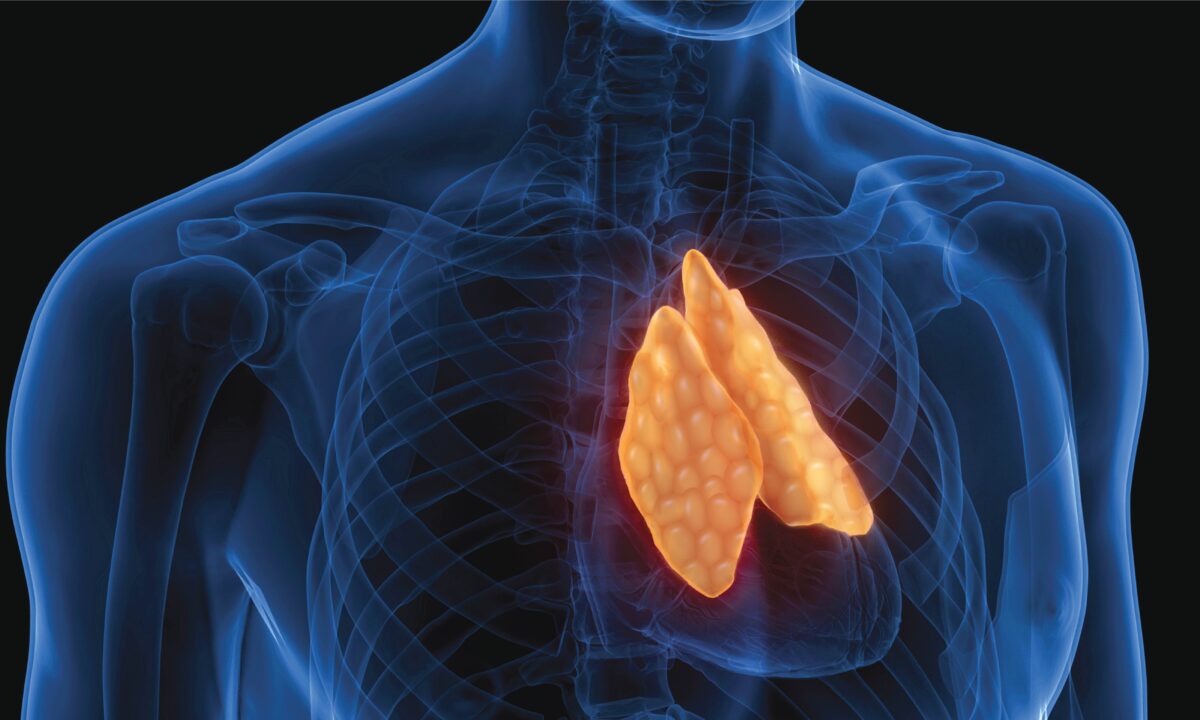 NextImg:Protecting Our Thymus: An Organ That Can Regenerate With Surprising Benefits