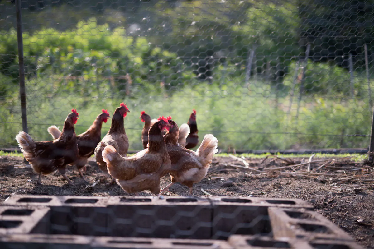 The backyard chicken renaissance lifted off the ground—awkwardly, slightly, like a prairie chicken flapping into a tree—during the early days of the pandemic. (Dreamstime/TNS)