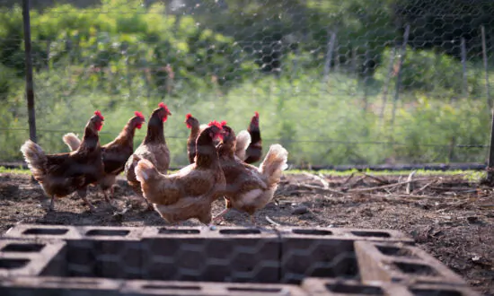 Raising Backyard Chickens Requires Money, Time and Pluck. Here’s How to Do It