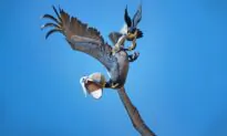 PHOTOS: Bird Photographer Captures Peregrine Falcon Protecting Nest From Pelicans Flying Too Close
