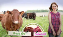 ‘Why Is Everyone So Sick?’: Nurse Quits Her Job to Raise Organic Grass-Fed Beef for a Better Future