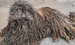 Desperate Dog With Dreadlocks Full of Fleas and Worms Is Unrecognizable After Her First Shave