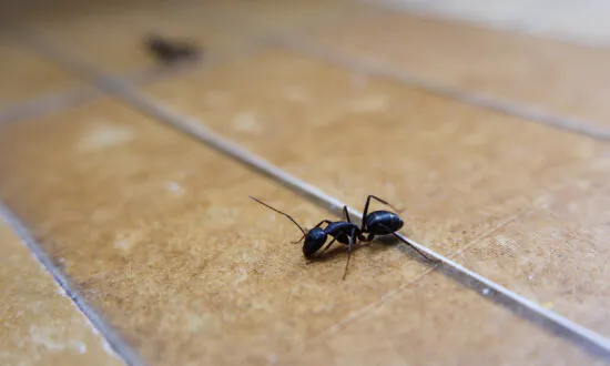 Unwanted Guests? How to Make Sure Ants Don’t Set up Shop in Your Home This Summer