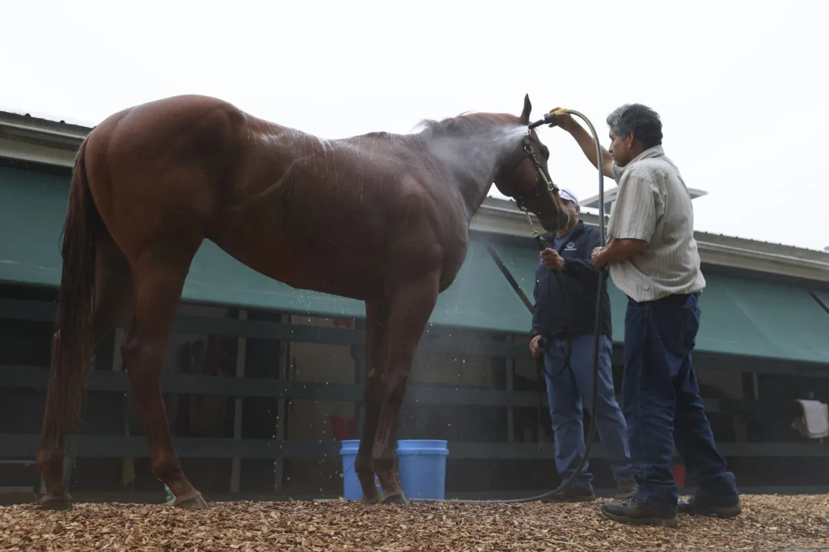 Mage is given a bath ahead of the Preakness Stakes horse race at Pimlico Race Course in Baltimore on May 20, 2023. (Julia Nikhinson/AP Photo)