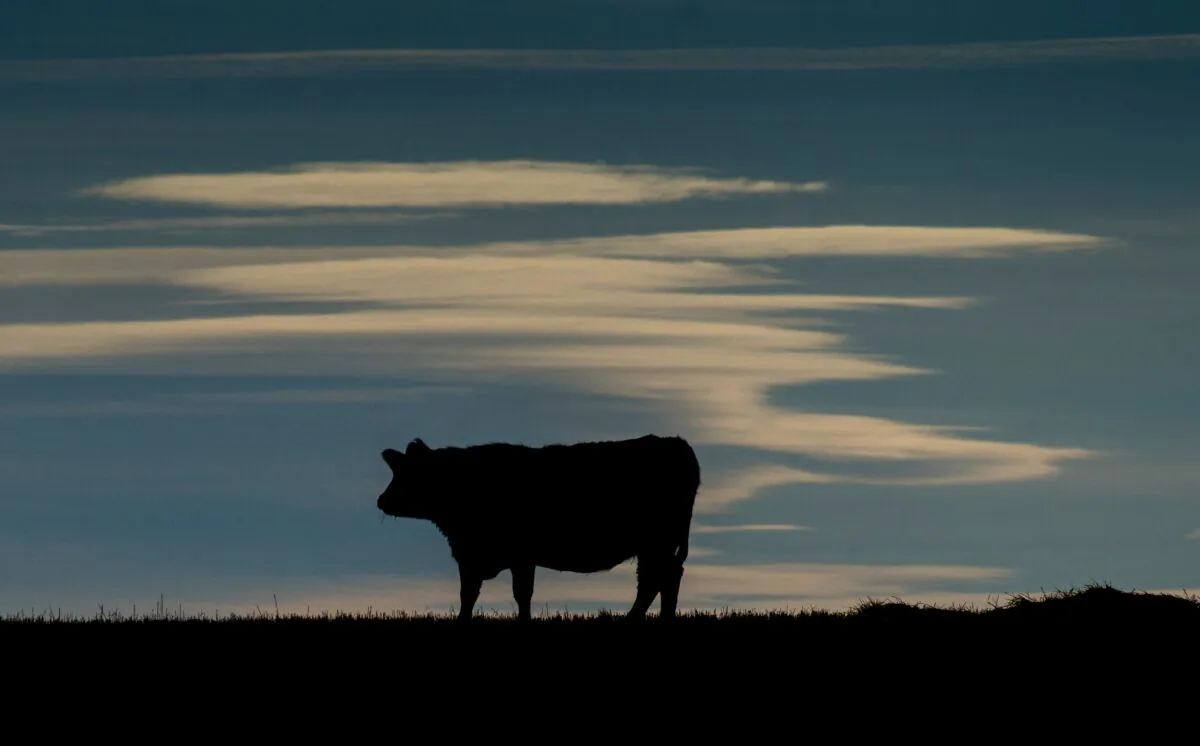 A cow is silhouetted on a pasture in a file photo. (Joe Klamar/AFP via Getty Images)