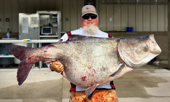 Holy Carp! Oklahoma Angler Reels in Huge ‘Nuisance’ Bighead Weighing 118 Pounds for State Record