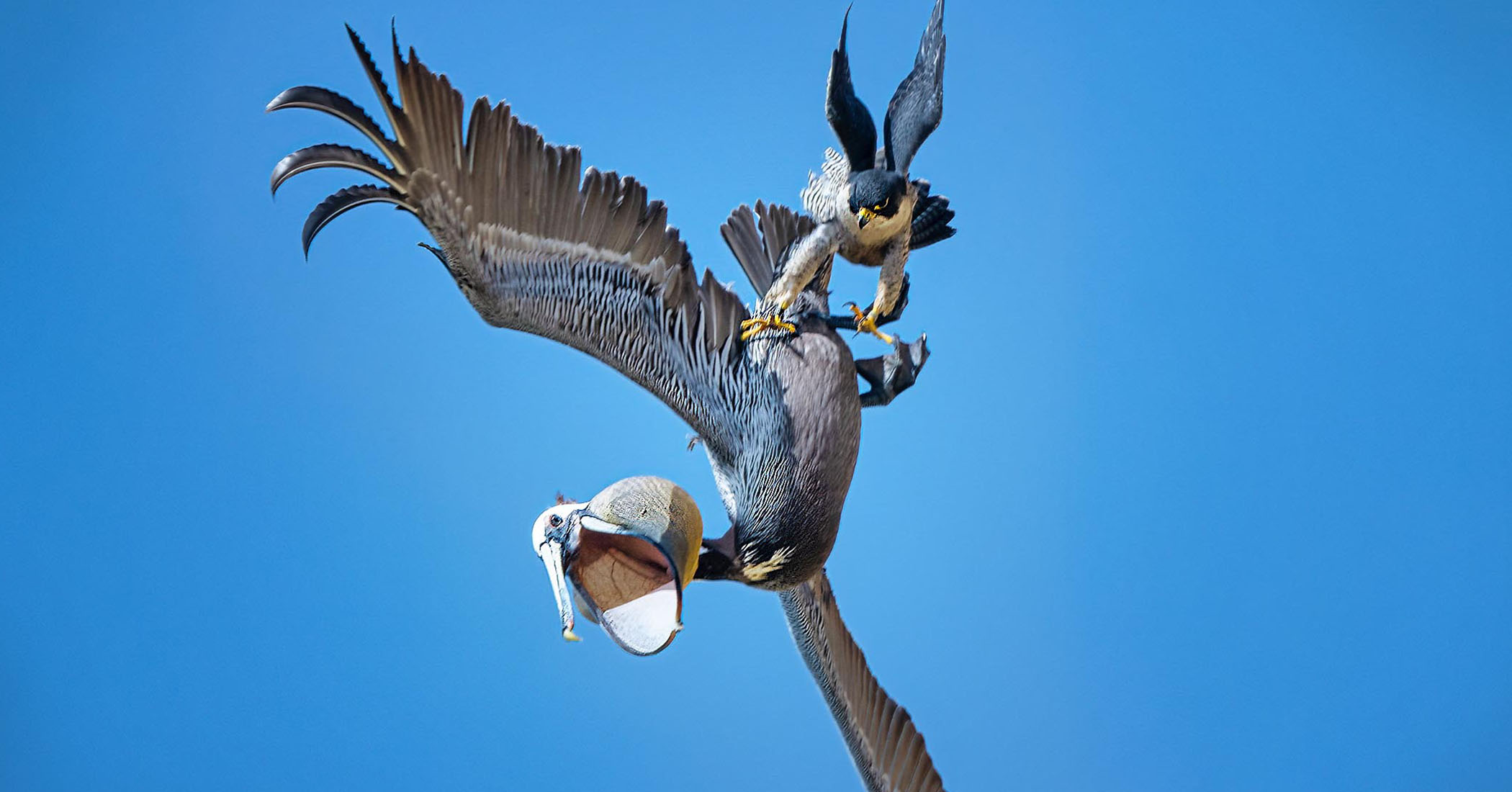 PHOTOS: Bird photographer captures peregrine falcon protecting nest from pelicans flying too close