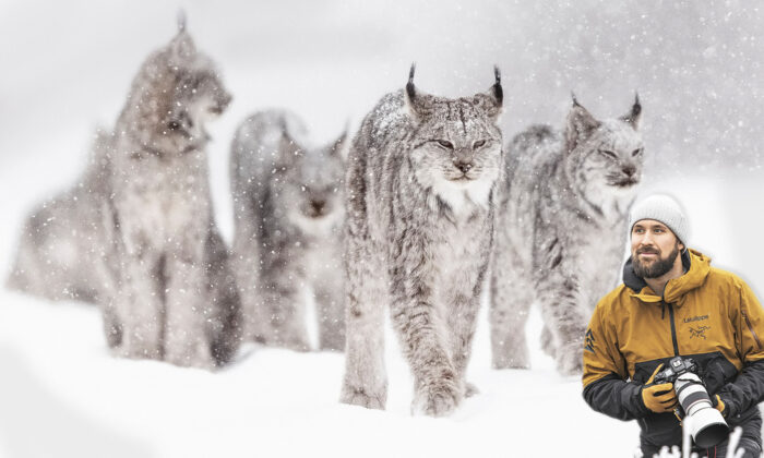 'Six Lynx Were All Around Me, Sitting in the Snow': Photographer's Journey to Capture Rare Wildlife