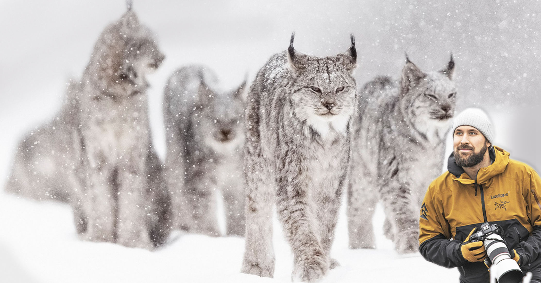 NextImg:'6 lynx were all around me, sitting in the snow': Photographer's journey to capture rare wildlife