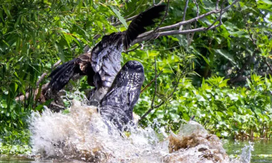 Bald Eagle Narrowly Escapes the Jaws of an Alligator, ‘Nearly Not Seeing Its Next Birthday’