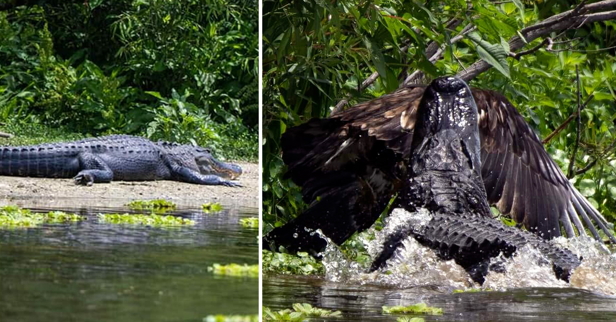 Bald Eagle narrowly escapes the jaws of an alligator, ‘nearly not seeing its next birthday’