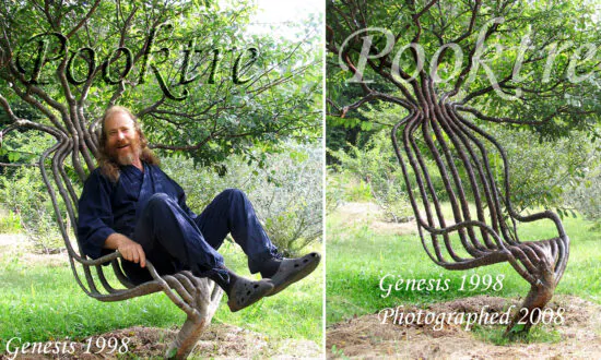 Artists Spend 9 Years ‘Training’ a Tree to Grow Into a ‘Living Chair’—The Result Is Amazing