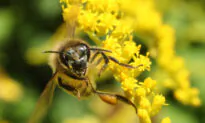 Air Pollution Affects Global Insect Numbers