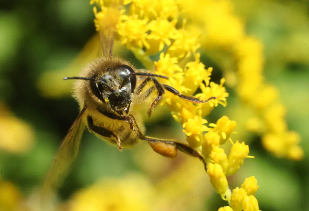 A honey bee prods flowers for nectar in an urban garden in the city center in Berlin, Germany, on Aug. 9, 2018. (Sean Gallup/Getty Images)