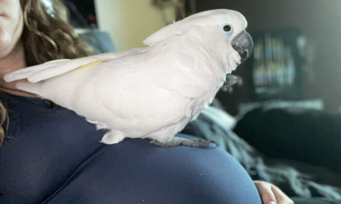 Cockatoo Nestles on Pregnant Owner's Belly and Waits for the Unborn Baby to 'Hatch'