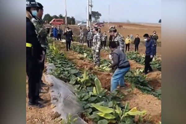 NextImg:ANALYSIS: 'Forest to Farmland' Signals China's Return to a Planned Economy