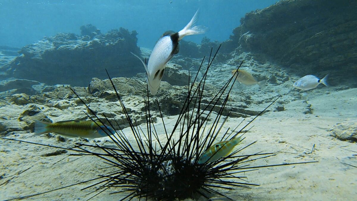Coral Reef Crisis: Deadly Epidemic Wipes Out Black Sea Urchins in Red Sea