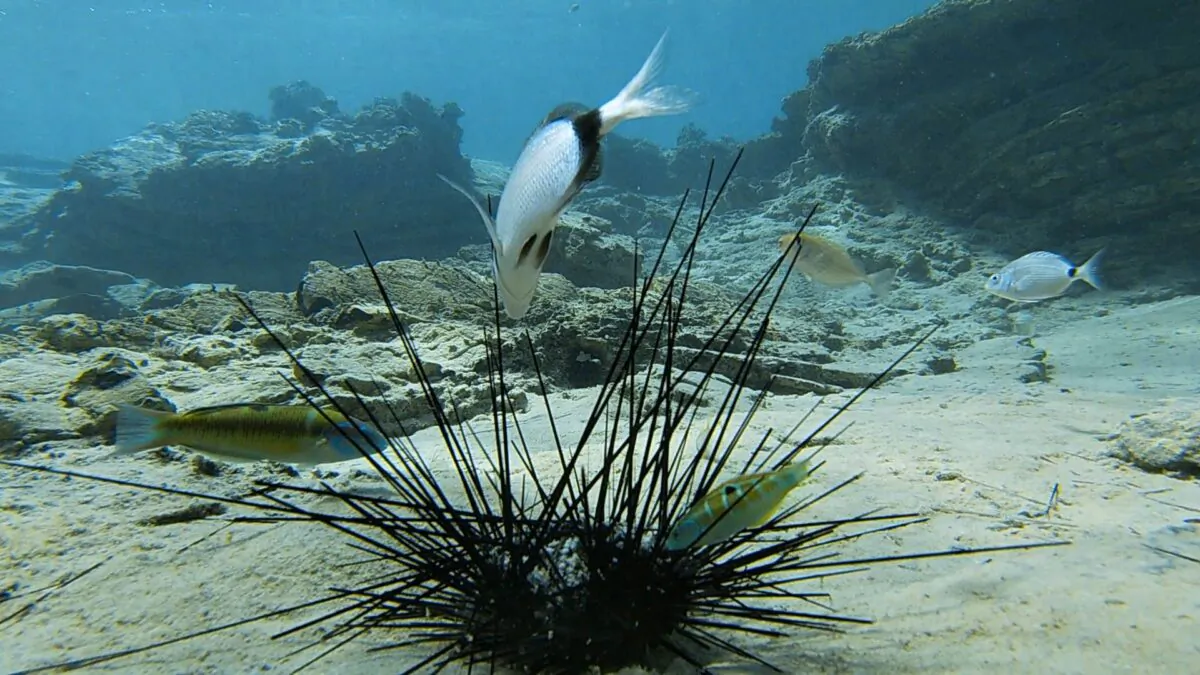 Fish feeding on a dying Diadema setosum urchin in the Mediterranean Sea. (Courtesy of Tel Aviv University)