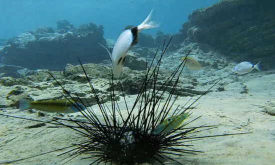 Coral Reef Crisis: Deadly Epidemic Wipes Out Black Sea Urchins in Red Sea