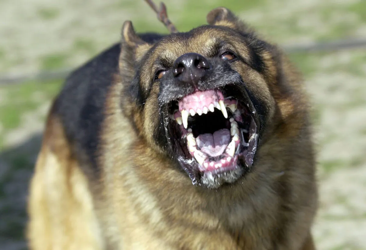 A German Shepard bares its teeth during Schutzhund attack dog training at Witmer-Tyson Imports in Newark, Calif., on Feb. 14, 2002. (Justin Sullivan/Getty Images)