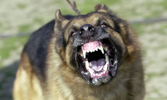Surge in Dog Attacks on Postal Workers Following ‘Pandemic Puppies’ Warning