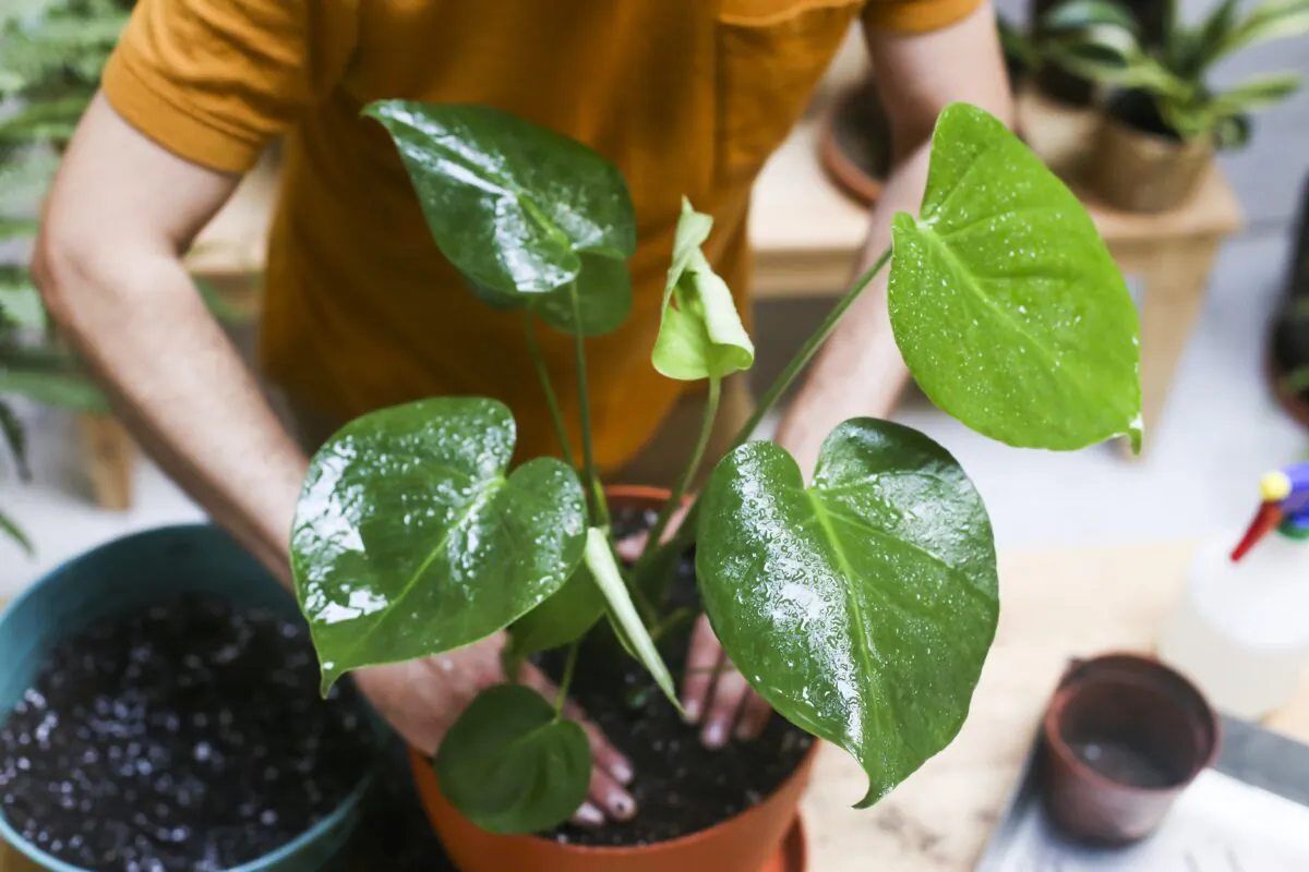 A plant being repotted. (Cavan Images/Getty Images/TNS)