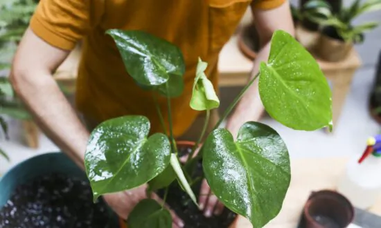 How to Properly Repot a Houseplant—Without the Mess