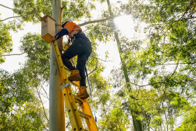 100 nest boxes provide free accommodation for Australia’s other housing crisis. (City of Sydney)