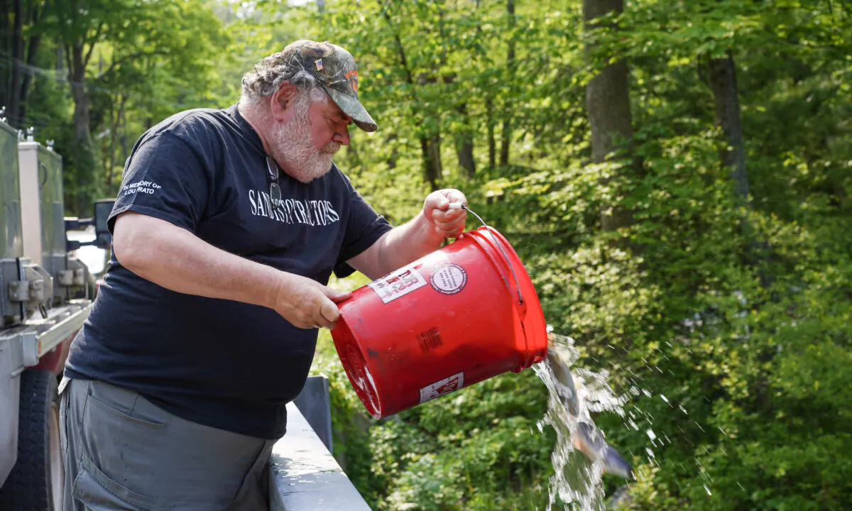 Orange County Federation of Sportsmen's Clubs volunteer Bud Flotard empties a bucket of trout into the Neversink River in Cuddebackville, N.Y., on May 23, 2023. (Cara Ding/The Epoch Times)