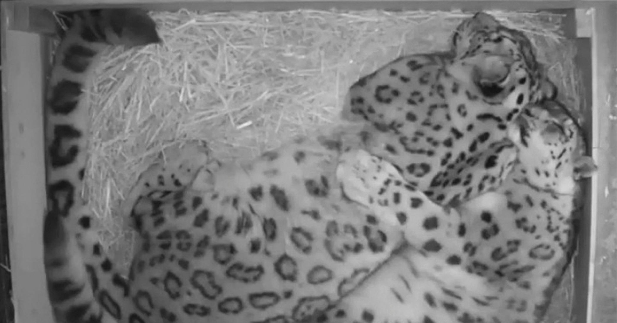 the-ultimate-match-inseparable-snow-leopards-spotted-cuddling-each